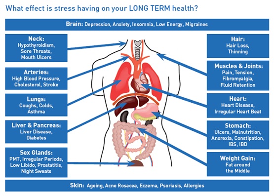 biological stress effects on body